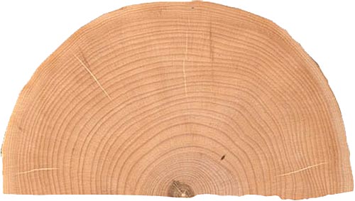 End-grain maple half-round slab End-grain maple half-round slab